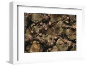 Egyptian Fruit Bats-W. Perry Conway-Framed Photographic Print