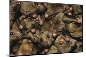 Egyptian Fruit Bats-W. Perry Conway-Mounted Photographic Print