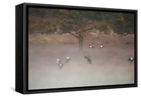 Egyptian Geese, Alopochen Aegyptiacus, Flying over Pen Ponds in Richmond Park in Autumn-Alex Saberi-Framed Stretched Canvas