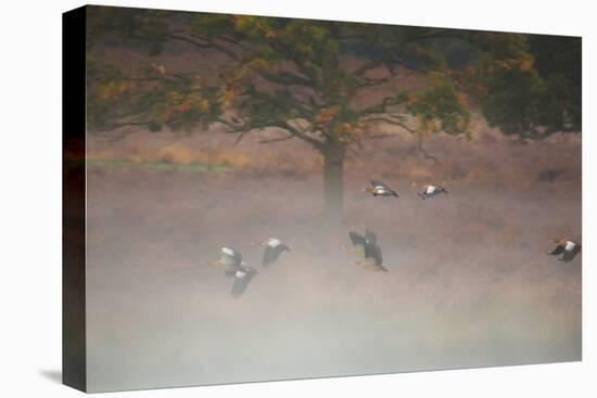 Egyptian Geese, Alopochen Aegyptiacus, Flying over Pen Ponds in Richmond Park in Autumn-Alex Saberi-Stretched Canvas