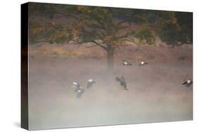 Egyptian Geese, Alopochen Aegyptiacus, Flying over Pen Ponds in Richmond Park in Autumn-Alex Saberi-Stretched Canvas