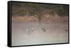 Egyptian Geese, Alopochen Aegyptiacus, Flying over Pen Ponds in Richmond Park in Autumn-Alex Saberi-Framed Stretched Canvas