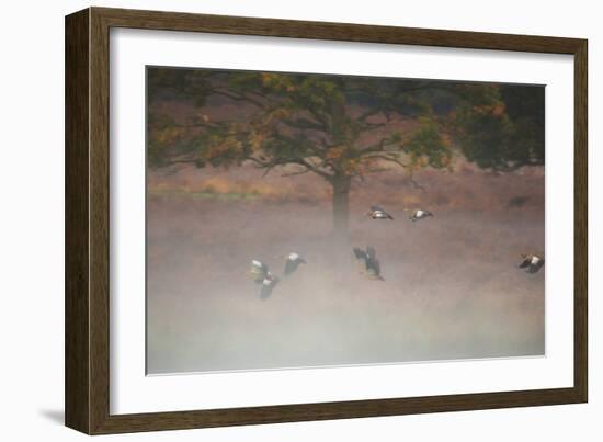 Egyptian Geese, Alopochen Aegyptiacus, Flying over Pen Ponds in Richmond Park in Autumn-Alex Saberi-Framed Photographic Print