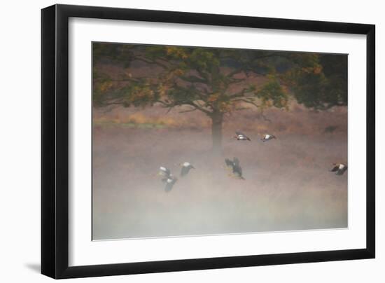 Egyptian Geese, Alopochen Aegyptiacus, Flying over Pen Ponds in Richmond Park in Autumn-Alex Saberi-Framed Photographic Print