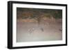 Egyptian Geese, Alopochen Aegyptiacus, Flying over Pen Ponds in Richmond Park in Autumn-Alex Saberi-Framed Photographic Print