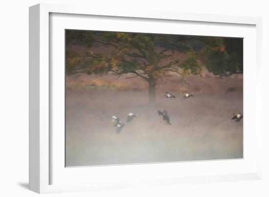 Egyptian Geese, Alopochen Aegyptiacus, Flying over Pen Ponds in Richmond Park in Autumn-Alex Saberi-Framed Photographic Print