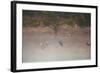 Egyptian Geese, Alopochen Aegyptiacus, Flying over Pen Ponds in Richmond Park in Autumn-Alex Saberi-Framed Photographic Print