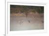 Egyptian Geese, Alopochen Aegyptiacus, Flying over Pen Ponds in Richmond Park in Autumn-Alex Saberi-Framed Photographic Print