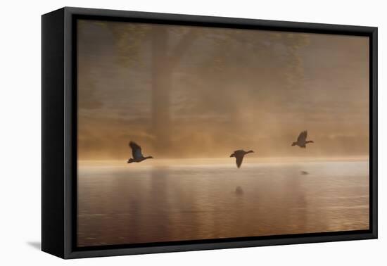 Egyptian Geese, Alopochen Aegyptiacus, Flying over Pen Ponds in Richmond Park in Autumn-Alex Saberi-Framed Stretched Canvas