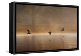 Egyptian Geese, Alopochen Aegyptiacus, Flying over Pen Ponds in Richmond Park in Autumn-Alex Saberi-Framed Stretched Canvas