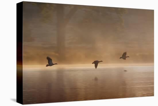 Egyptian Geese, Alopochen Aegyptiacus, Flying over Pen Ponds in Richmond Park in Autumn-Alex Saberi-Stretched Canvas