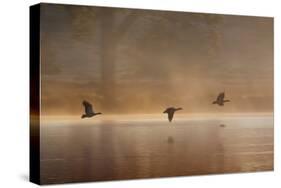 Egyptian Geese, Alopochen Aegyptiacus, Flying over Pen Ponds in Richmond Park in Autumn-Alex Saberi-Stretched Canvas