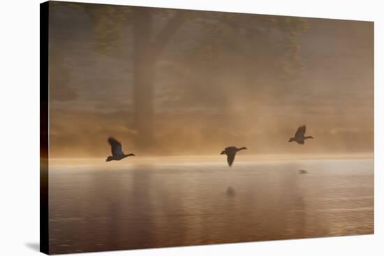 Egyptian Geese, Alopochen Aegyptiacus, Flying over Pen Ponds in Richmond Park in Autumn-Alex Saberi-Stretched Canvas