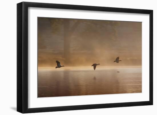 Egyptian Geese, Alopochen Aegyptiacus, Flying over Pen Ponds in Richmond Park in Autumn-Alex Saberi-Framed Photographic Print