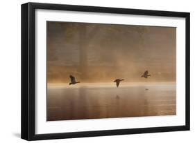 Egyptian Geese, Alopochen Aegyptiacus, Flying over Pen Ponds in Richmond Park in Autumn-Alex Saberi-Framed Photographic Print