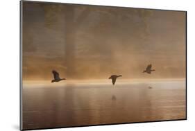 Egyptian Geese, Alopochen Aegyptiacus, Flying over Pen Ponds in Richmond Park in Autumn-Alex Saberi-Mounted Photographic Print