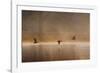 Egyptian Geese, Alopochen Aegyptiacus, Flying over Pen Ponds in Richmond Park in Autumn-Alex Saberi-Framed Photographic Print