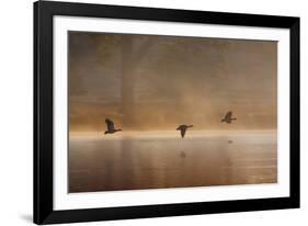 Egyptian Geese, Alopochen Aegyptiacus, Flying over Pen Ponds in Richmond Park in Autumn-Alex Saberi-Framed Photographic Print