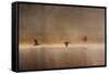 Egyptian Geese, Alopochen Aegyptiacus, Flying over Pen Ponds in Richmond Park in Autumn-Alex Saberi-Framed Stretched Canvas