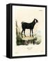 Egyptian Goat-null-Framed Stretched Canvas