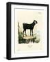 Egyptian Goat-null-Framed Giclee Print