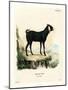 Egyptian Goat-null-Mounted Giclee Print