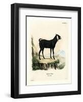 Egyptian Goat-null-Framed Premium Giclee Print