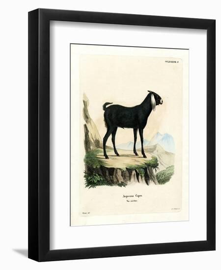 Egyptian Goat-null-Framed Premium Giclee Print
