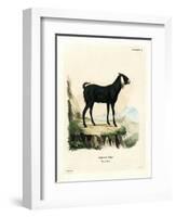 Egyptian Goat-null-Framed Premium Giclee Print