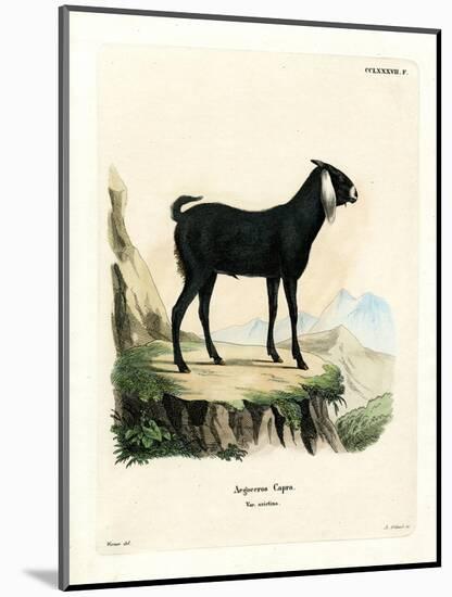 Egyptian Goat-null-Mounted Premium Giclee Print