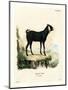 Egyptian Goat-null-Mounted Premium Giclee Print