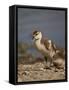 Egyptian Goose (Alopochen Aegyptiacus) Gosling-James Hager-Framed Stretched Canvas