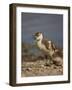 Egyptian Goose (Alopochen Aegyptiacus) Gosling-James Hager-Framed Photographic Print