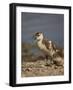 Egyptian Goose (Alopochen Aegyptiacus) Gosling-James Hager-Framed Photographic Print