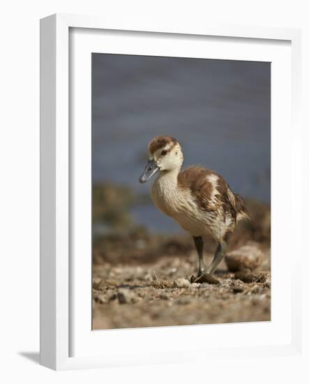 Egyptian Goose (Alopochen Aegyptiacus) Gosling-James Hager-Framed Photographic Print