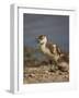 Egyptian Goose (Alopochen Aegyptiacus) Gosling-James Hager-Framed Photographic Print