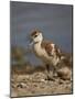 Egyptian Goose (Alopochen Aegyptiacus) Gosling-James Hager-Mounted Photographic Print