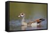 Egyptian Goose (Alopochen Aegyptiacus), Kruger National Park, South Africa, Africa-James Hager-Framed Stretched Canvas