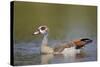 Egyptian Goose (Alopochen Aegyptiacus), Kruger National Park, South Africa, Africa-James Hager-Stretched Canvas