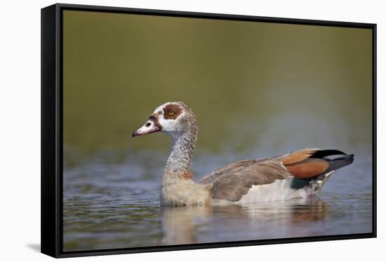 Egyptian Goose (Alopochen Aegyptiacus), Kruger National Park, South Africa, Africa-James Hager-Framed Stretched Canvas