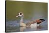 Egyptian Goose (Alopochen Aegyptiacus), Kruger National Park, South Africa, Africa-James Hager-Stretched Canvas