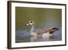 Egyptian Goose (Alopochen Aegyptiacus), Kruger National Park, South Africa, Africa-James Hager-Framed Photographic Print