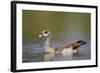 Egyptian Goose (Alopochen Aegyptiacus), Kruger National Park, South Africa, Africa-James Hager-Framed Photographic Print
