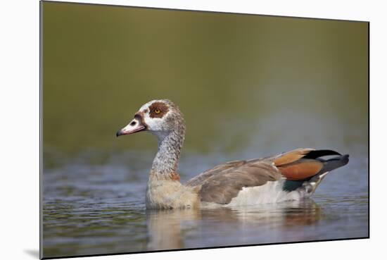 Egyptian Goose (Alopochen Aegyptiacus), Kruger National Park, South Africa, Africa-James Hager-Mounted Photographic Print