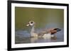 Egyptian Goose (Alopochen Aegyptiacus), Kruger National Park, South Africa, Africa-James Hager-Framed Photographic Print