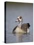 Egyptian Goose (Alopochen Aegyptiacus), Kruger National Park, South Africa, Africa-James Hager-Stretched Canvas