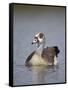 Egyptian Goose (Alopochen Aegyptiacus), Kruger National Park, South Africa, Africa-James Hager-Framed Stretched Canvas