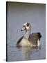Egyptian Goose (Alopochen Aegyptiacus), Kruger National Park, South Africa, Africa-James Hager-Stretched Canvas