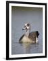 Egyptian Goose (Alopochen Aegyptiacus), Kruger National Park, South Africa, Africa-James Hager-Framed Premium Photographic Print