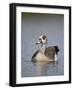 Egyptian Goose (Alopochen Aegyptiacus), Kruger National Park, South Africa, Africa-James Hager-Framed Photographic Print